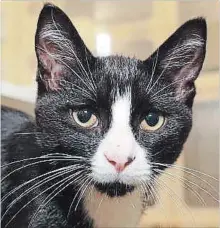  ?? SPECIAL TO THE ST. CATHARINES STANDARD ?? Vader can be adopted from Lincoln County Humane Society.
