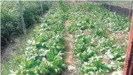  ??  ?? Romaine lettuce is one of the more popular crops grown in the greenhouse, given the high demand for it.