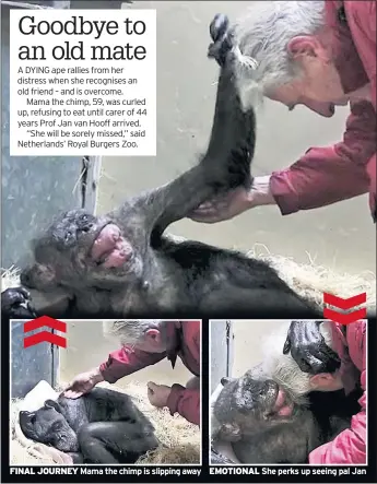  ??  ?? EMOTIONAL She perks up seeing pal Jan FINAL JOURNEY Mama the chimp is slipping away