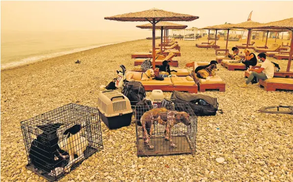  ??  ?? Desperate humans and pets alike seek refuge on the beach and on sun loungers under dense, smoke-filled skies caused by the forest wildfires that have blazed for seven days on the Greek island of Evia