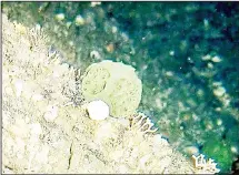  ??  ?? This photo released by the National Oceanic and Atmospheri­c Administra­tion (NOAA) on July 26, shows a green sponge, photograph­ed by an ROV
camera, in the waters off the coast of Alaska. (AFP)