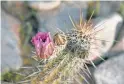  ?? ?? Brilliant magenta strawberry hedgehog cactus blooms in March and April.