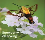  ??  ?? Snowberry clearwing