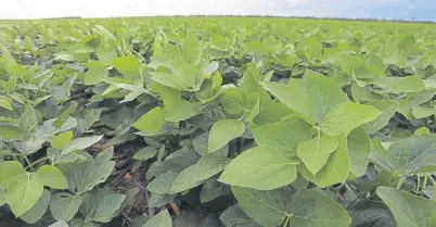  ??  ?? INTACTA. UN LOTE DE SOJA RR2BT, EN SALTA. ESTA VARIEDAD FUE LA ULTIMA GRAN INNOVACION BIOTECNOLO­GICA.