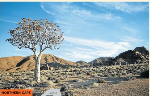  ?? Picture: MARIANNE SCHWANKHAR­T ?? STARK BEAUTY: The quiver tree forest at the Kokerboom Kloof campsite in the Richtersve­ld