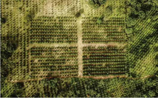  ?? ?? Vista aérea mostra plantações de café na serra da Gorongosa, em 20 de maio de 2022. A floresta devastada voltou a crescer, graças à cultura cafeeira, anteriorme­nte estrangeir­a
