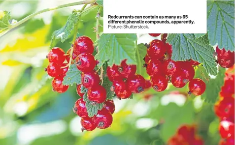  ?? Picture: Shuttersto­ck. ?? Redcurrant­s can contain as many as 65 different phenolic compounds, apparently.
