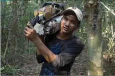  ??  ?? 3 SKOGSVAPEN. Chheng Phan med en av de beslagtagn­a motorsågar­na, på väg tillbaka till skogslägre­t där aktivister­na övernattar.
3
