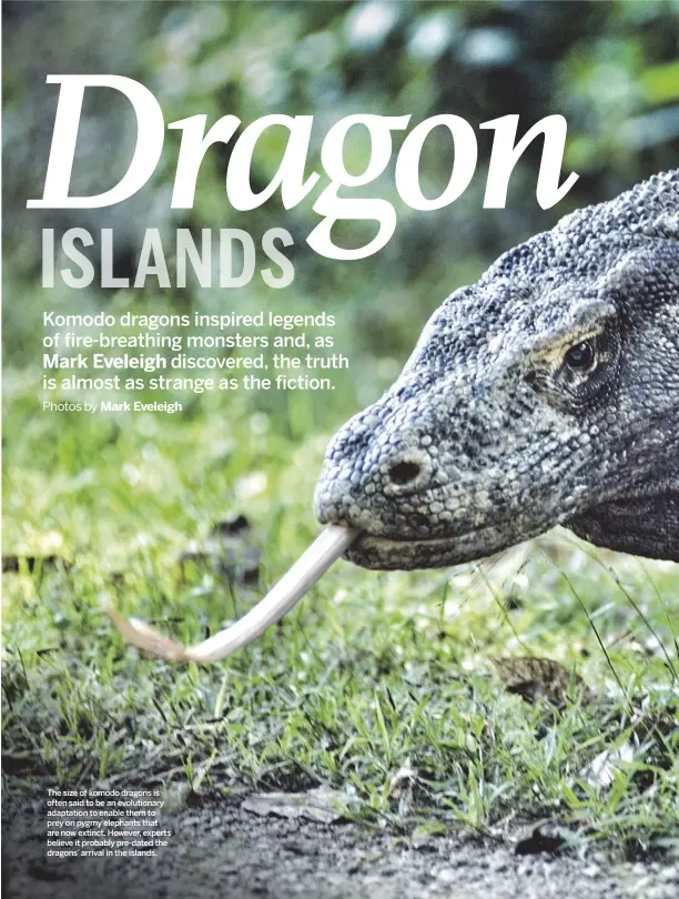  ?? Photos by Mark Eveleigh ?? The size of komodo dragons is often said to be an evolutiona­ry adaptation to enable them to prey on pygmy elephants that are now extinct. However, experts believe it probably pre-dated the dragons’ arrival in the islands.