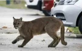  ?? © Andres Pina/afp ?? Een poema slenterde tijdens de lockdown door de Chileense hoofdstad Santiago.