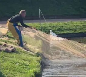  ?? FOTO JAN BOEY ?? De vissen en schildpadd­en zijn al uit de parkvijver­s van het park van Boom gehaald met netten.