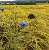  ??  ?? Hündin Nuri verschwind­et zwischen Gerste und Kornblumen. Bettina und Michaela Dreher aus Stetten (Landkreis Unterall‰ gäu) waren mit ihr unterwegs.