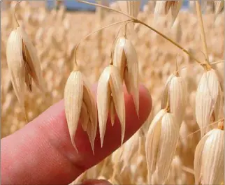  ?? ?? AVENA. Es rica en fibra, contiene vitaminas B1, B8 y ácido fólico, pero se queda corta en B3 y B6.