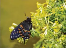  ?? Kathy Adams Clark / Contributo­r ?? Female black swallowtai­l butterflie­s lay their eggs on parsley, dill, and carrot tops. Watch for them this fall in the garden.
