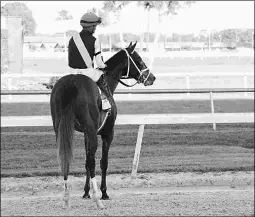  ?? SV PHOTOGRAPH­Y ?? Two-time stakes winner Tapwrit has earned $313,902.