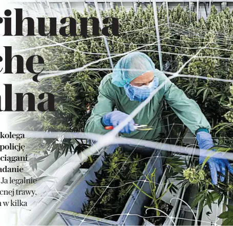  ?? SCHLUETER / AFP / EAST NEWS FOT. JENS ?? • Największa w Europie plantacja marihuany medycznej, Ebersbach, Niemcy