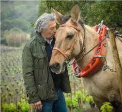  ??  ?? Au Clos du Temple, Gérard Bertrand délègue le travail de ses vieilles vignes de cinsault et de grenache à Banzaï, son mulet poitevin.