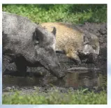  ??  ?? Wild boar can cause a lot of damage to crops