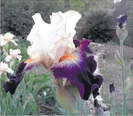  ??  ?? The West Tennessee Iris Society will host its annual sale and show Aug. 15 at the Pickering Center.