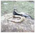  ??  ?? A SHOE and traditiona­l warrior headband were some of the items belonging to passengers found at the scene of the crash where 13 people died at the weekend. | BONGANI MBATHA African News Agency ( ANA)