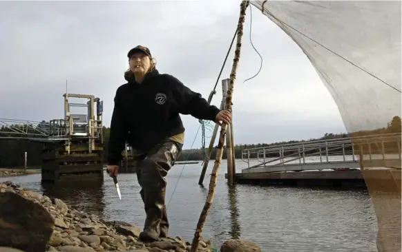  ?? CAROLYN COLE PHOTOS/LOS ANGELES TIMES/TRIBUNE NEWS SERVICE ?? Julie Keene is a longtime elver fisherman in Ellsworth, Maine. She sets up her nets after a heavy rain and will return to check on them when the tide is high and the eels are swimming upstream.