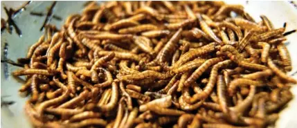  ?? Photo: AFP ?? The restaurant serves mopane worm polenta fries and black fly larvae chickpea croquettes paired with a mopane hummus and topped off with a sprinkle of dried mealworms.