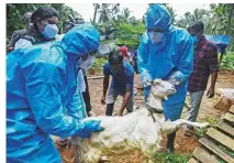  ?? AP ?? Health workers collect blood samples from a goat to test for the virus after a 12-year-old boy died of the Nipah virus in Kozhikode, Kerala, on Tuesday.