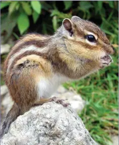  ??  ?? The Siberian Chipmunk has been recorded living wild in Ireland.