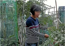  ??  ?? A farmer works in a rooftop vegetable garden on an industrial building high above downtown Hong Kong’s bustling, traffic-clogged streets.