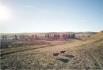  ?? BEN WILSON/ CANADA BEEF CENTRE ?? WineGlass Ranch combines heritage practices with modern technology.