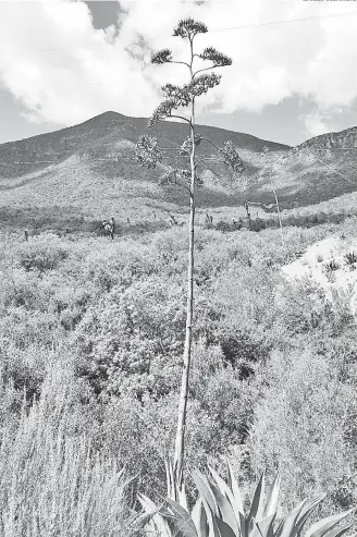  ?? MANUEL VILLARREAL ?? El cultivo de agave no se ve afectado por la sequía, ya que ocupa poca agua