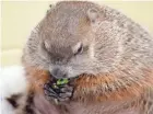  ??  ?? Gordy the groundhog chews on his broccoli snack.