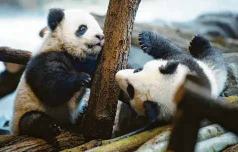  ?? Foto: Gregor Fischer, dpa ?? Flauschig, zuckersüß und verspielt: Die Panda-Zwillinge Meng Xiang, auch Pit genannt (links), und Meng Yuan, oder auch Paule, vertreiben sich vergnügt ihre Zeit in ihrem Gehege im Berliner Zoo. Die beiden sind der erste Panda-Nachwuchs in der Geschichte Deutschlan­ds.