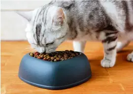  ??  ?? The US CDC says dry and canned pet food can be contaminat­ed with germs that can make you and your family sick. — TNS