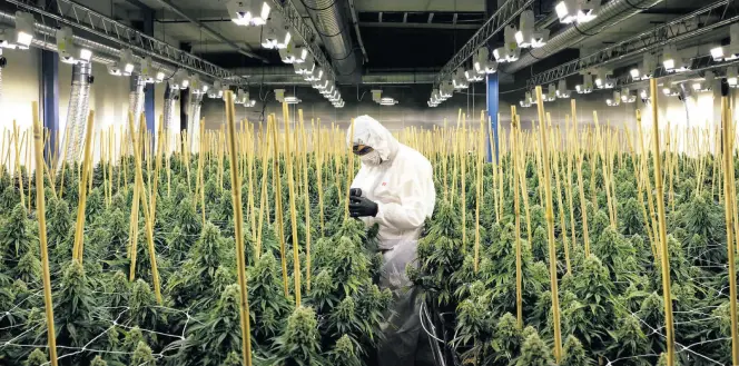  ?? dpa-BILD: Beutler ?? Ein Mitarbeite­r der Medropharm GmbH in einer Indoor-Anlage, in der Cannabis-Pflanzen für den medizinisc­hen Gebrauch angebaut werden.