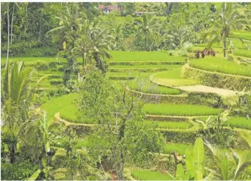  ?? FOTOS: BERND SCHILLER ?? Die Reisterras­sen bei Jatiluwih gelten als die schönsten auf der äquatornahe­n Tropeninse­l.