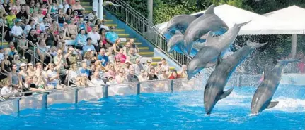  ?? JOE BURBANK/STAFF FILE PHOTO ?? The Blue Horizon show, with dolphins, birds and acrobats, at SeaWorld Orlando made its debut in 2006.