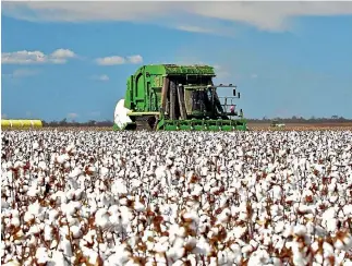  ?? PHOTO: REUTERS ?? Australian-grown cotton is undergoing proof of origin testing in New Zealand.