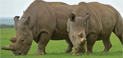  ??  ?? New hope: The last two surviving northern white rhinos in captivity in the Ol Pejeta wildlife park in Kenya