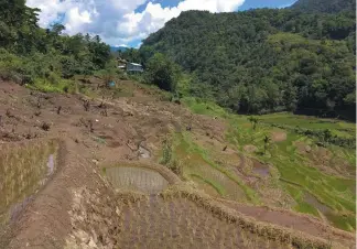  ?? Contribute­d photo ?? RESTORATIO­N. In partnershi­p between SNAP and Banaue, the abandoned rice terraces in Brgy. Poitan through PUNLA was successful­ly restored, with its first harvest already expected this August.
