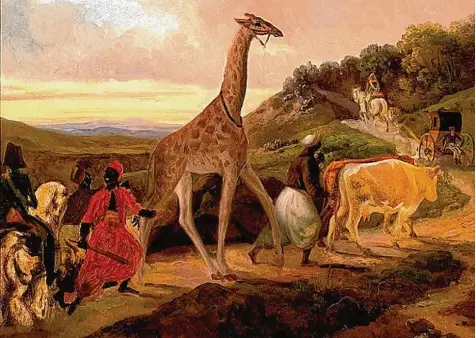  ?? Foto: Musée de Beaux Arts de Beaune ?? Die Geschichte von der Überführun­g einer Giraffe von Marseille nach Paris ist in Frankreich sehr bekannt. Der französisc­he Maler Jacques Raymond Brascassat (1804 – 1867) hielt sie in einem Gemälde fest. Michael Lichtwarck Aschoff inspiriert­e das...