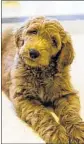  ?? COURTESY OF LOIS POPE ?? Patton, a 9-week-old Goldendood­le, may or may not become the Trump family’s first dog as a companion to 10-year-old Barron.