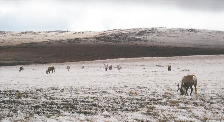  ?? PIERRE OBENDRAUF ?? “When our people came to these lands ... we followed (the caribou) throughout the land. That’s how our brother taught us to navigate these lands,” says Chief Dana Tizya-tramm.