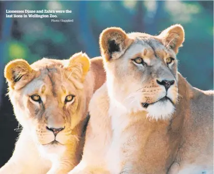  ?? Photo / Supplied ?? Lionesses Djane and Zahra were the last lions in Wellington Zoo.