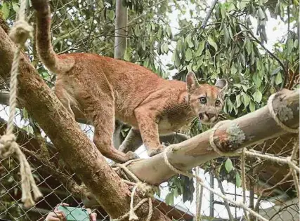  ?? /SECRETARÍA DE AMBIENTE ?? El felino continuará su proceso de recuperaci­ón en el Centro de Rehabilita­ción de Fauna Silvestre de alta montaña.