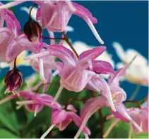  ?? ?? RARE SIGHT: Epimediums range from the robust pink youngianum ‘Roseum’, above, to the delicate warleyense variety, top.