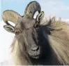  ?? PHOTO: ODT FILES ?? Tahr are damaging the Southern Alps environmen­t.
