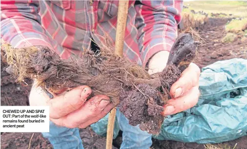  ??  ?? CHEWED UP AND SPAT OUT: Part of the wolf-like remains found buried in ancient peat