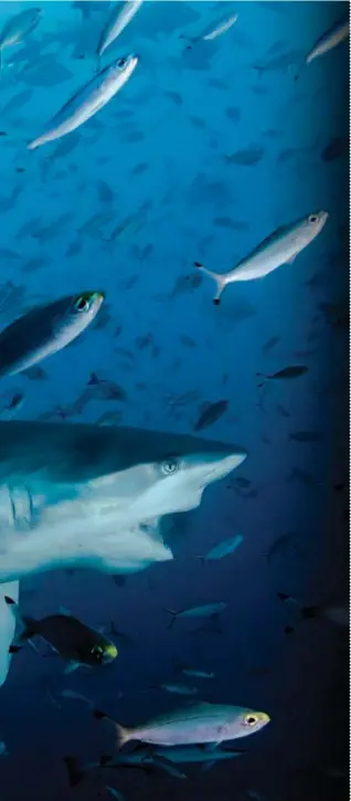 Su Altinda Fotograf Cekmek Pressreader