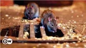  ??  ?? Rats are becoming more enterprisi­ng as the lockdown leaves streets and shops empty